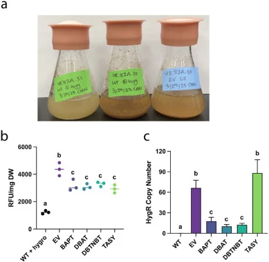 Characterization of transgenic Taxus chinensis suspension cell lines. (a) Phenotypes of wild-type cell lines after 21 days without hygromycin (left), wild-type cell lines with 10 μg/mL hygromycin (center), and a representative transformed cell line with 10 μg/mL hygromycin (right). Light yellow colo