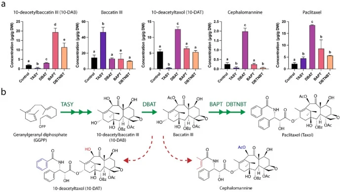 Taxane accumulation in transgenic T. chinensis suspension cell lines. (a) Accumulation of 10-deacetylbaccatin III (10-DAB), baccatin III, 10-deacetyltaxol (10-DAT), cephalomannine, and paclitaxel in transgenic cell lines overexpressing TASY, DBAT, BAPT, or DBTNBT. Control cell lines were transformed