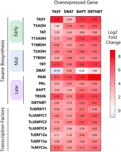 Expression of taxane biosynthetic pathway genes and regulators in transgenic T. chinensis cell lines. Expression of genes relating to taxane metabolism was measured for each of the four transgenic cell lines (columns) as well as the empty vector control using RT-qPCR. Numbers in each cell represent