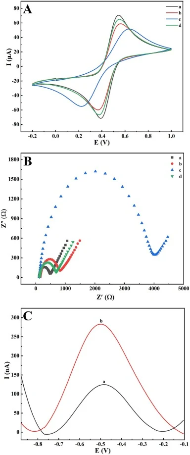 (A) The measured CV and (B) EIS responses of differently modified electrodes recorded in 5 mM [Fe(CN)6]3−/4− containing 0.1 M KCl (a) bare GCE, (b) Zr-MOF/GCE, (c) PKA-DNA-Au NPs-peptide/Zr-MOF/GCE, (d) [Ru(NH3)6]3+/PKA-DNA-Au NPs-peptide/Zr-MOF/GCE. (C) Feasibility evaluation of the proposed biosen