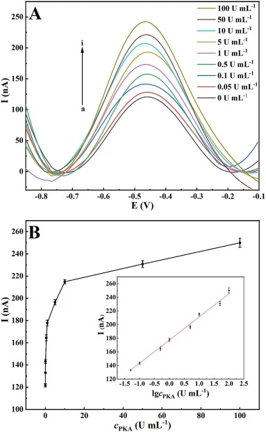 (A) DPV response curves and (B) corresponding peak currents of the biosensor obtained with increasing PKA concentrations (curves a–i): 0, 0.05, 0.1, 0.5, 1, 5, 10, 50, and 100 U mL−1 in 10 mM PBS (pH 7.4) containing 0.5 M NaCl and 5 mM MgCl2. The inset shows the corresponding calibration curve of pe