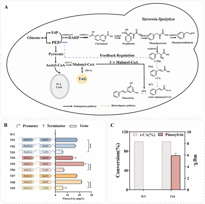 Schematic representation of biosynthesis pathway for pinosylvin in Y. lipolytica (A). PEP, phosphoenolpyruvate; E4P, erythrose-4P; DAHP, 3-deoxy-D-arabino-7-phosphate; L-Phe, L-phenylalanine; t-CA, trans-cinnamic acid; TAG, triglyceride; ylARO3/4/5, 3-deoxy-7-phosphoheptulonate synthase; ylARO1, pen