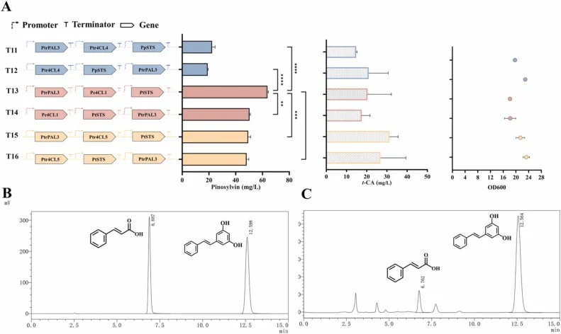 通过整合PtrPAL3从头生产银松素。在YPD20培养基中从头生物合成银松素(A)。t-CA和银松素的HPLC图谱(标准品和样品)(B)(C)。