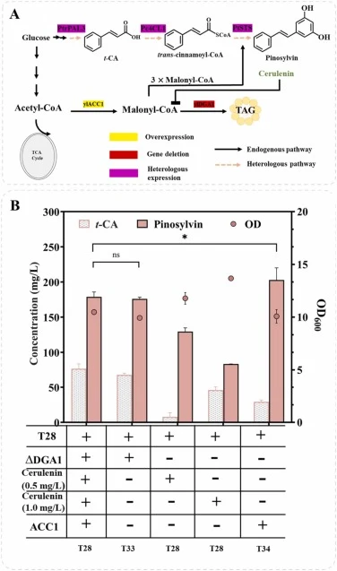 Improving pinosylvin production by modification of lipid synthesis in Y. lipolytica. Schematic diagram of modification of lipid synthesis to improve the supply of malonyl-CoA (A). Pinosylvin production from strains with the addition of cerulenin (at 0.5 mg/L and 1.0 mg/L), deletion of DGA1, and over