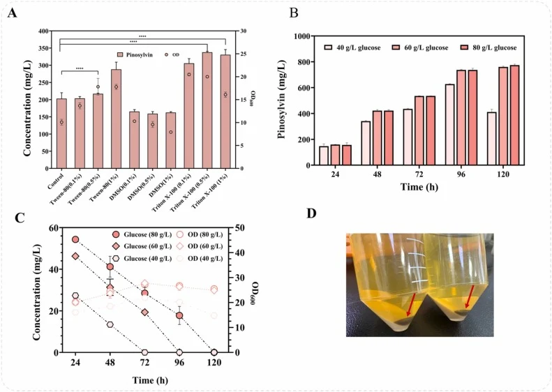 Effects of nonionic surfactants on the production performance of the Y. lipolytica. Effects of nonionic surfactants on the pinosylvin production performance of the engineered strain T34 coculture system (A). Effect of the glucose concentration in medium (40 g/L, 60 g/L, and 80 g/L) for pinosylvin pr