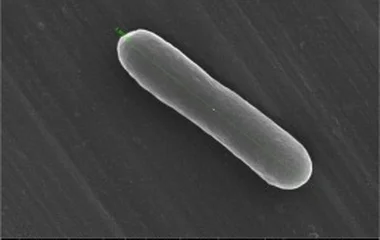 Bacillus megaterium菌基GGBS地聚物砂浆