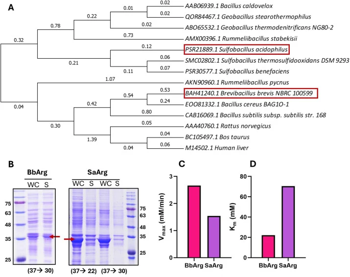 Characterization of arginase from two organisms. (A) Phylogenetic analysis of arginase within the phylum Bacillota. (B) Protein expression profiles at different culture temperatures. Kinetic parameters of (C) Vmax and (D) Km were determined for arginase from Brevibacillus brevis (BbArg) and Sulfobac
