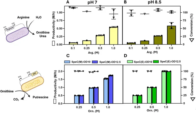 Evaluation of individual biocatalytic reactions from arginine to ornithine by BbArg and from ornithine to putrescine by SpeC. Ornithine productivity and conversion by BbArg (OD 10) at (A) pH 7 and (B) pH 8.5 after 0.5 h of reaction. Putrescine productivity and conversion by (C) SpeC(M) or (D) SpeC(E
