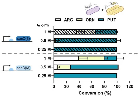 Two-step whole-cell bioconversion of arginine (white bars) to ornithine (yellow bars) and putrescine (green bars) using BbArg at OD 5, coupled with either SpeC(E) or SpeC(M) at OD 12.5. Reactions were carried out for 0.5 h of the first reaction and 2 h of the second reaction with different arginine