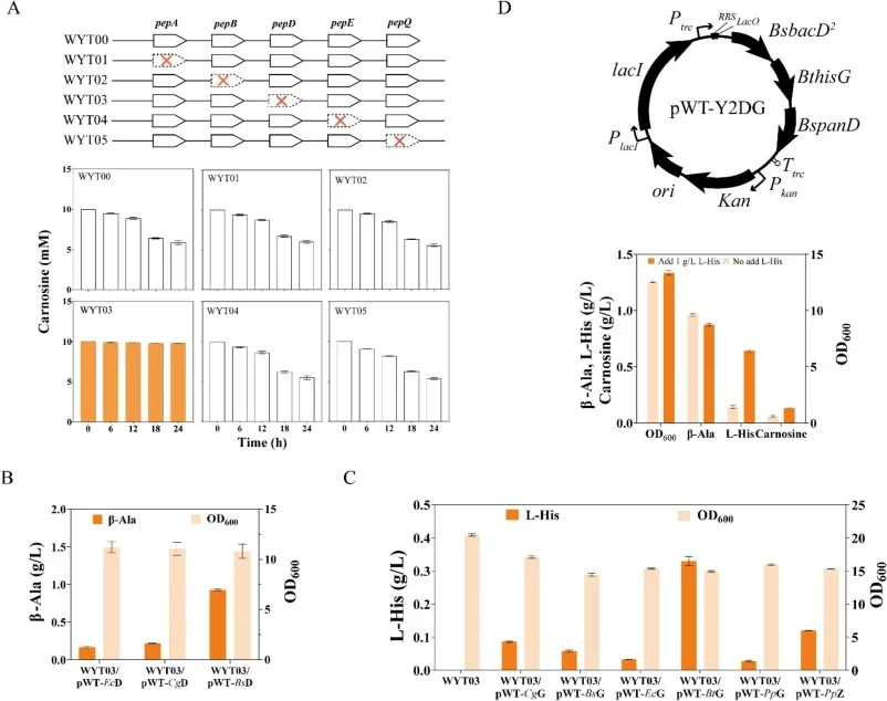 Screening the key enzymes that can bu used for carnosine biosynthesis in E. coli Nissle 1917. (A). Genotype comparison of six E. coli strains. Comparison of carnosine-degradation in six E. coli strains. Three independent parallel experiments were performed, and the error bars indicate the standard d