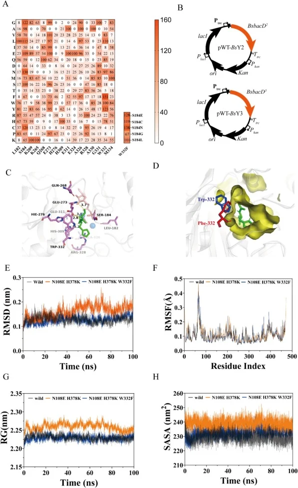 Site-directed mutagenesis to improve the activity of Bcad for carnosine production. (A). Saturation mutations were performed on some key sites in BacD and their activities for carnosine production were compared. These key sites were chosen by docking carnosine and BacD using the software AutoDock an