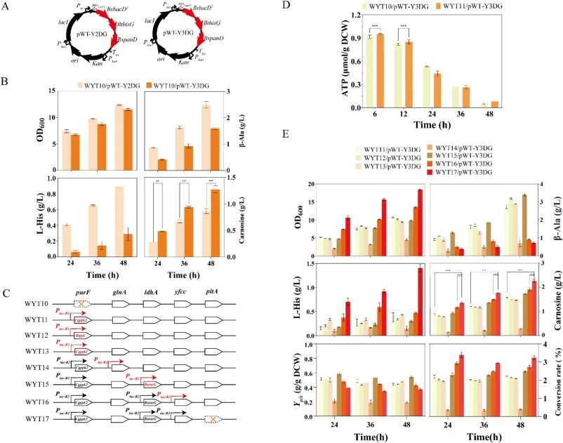 Carnosine production in E. coli WYT03 and further enhancing l-histidine biosynthesis to improve carnosine production in E. coli WYT10. (A). Maps of the plasmids pWT-Y2DG and pWT-Y3DG constructed for carnosine production in E. coli. (B). Comparison of cell growth, carnosine porduction, β-alanine and