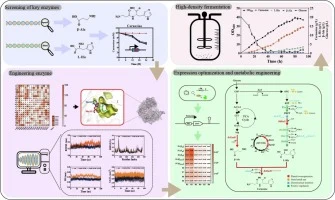 Metabolic engineering of Escherichia coli Nissle 1917 for ef