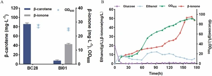 β-胡萝卜素生产β-紫罗兰酮。(A)摇瓶培养中β-紫罗兰酮产量及β-胡萝卜素残留水平。(B)5-L生物反应器中补料分批发酵过程中细胞生长和β-紫罗兰酮效价的时间曲线。