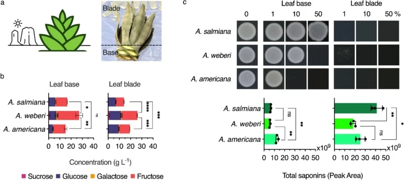 Compositional and toxicity analysis of agave extracts from different species and leaf anatomy. (a) Agave leaf structure. Elongated leaf blades of the agave plant along with the lower leaf base portion. (b) Free sugar content in extracts from the leaf base and blade of A. salmiana, A. weberi, and A.