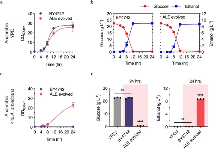 Fermentation ability of S. cerevisiae BY4742 and ALE evolved strain. Anaerobic cultures were grown in a 100 mL screw-cap bottle containing (a, b) YPD medium and (c, d) YPD supplemented with 4% A. americana leaf blade extracts at 30 °C. (a) Growth curves of the wild-type BY4742 strain and an ALE evol