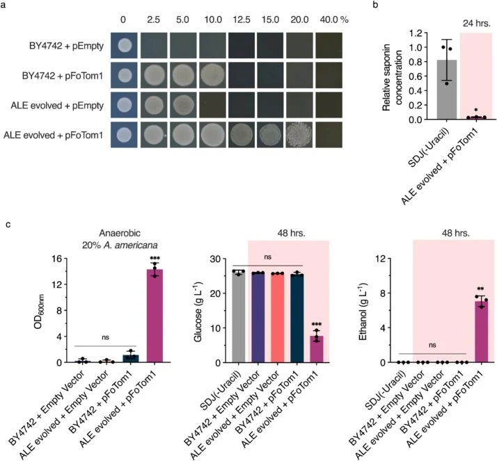 Combinatorial effect of heterologous tomatinase (FoTOM1) expression in ALE evolved S. cerevisiae. (a) Growth spot assays of engineered strains on agar plates containing various concentrations of A. americana leaf blade extracts from 2% to 40%. Cells were spotted at a density of 1.5 × 106 cells and i