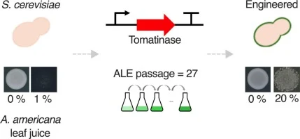 Metabolic engineering of Saccharomyces cerevisiae to enhance