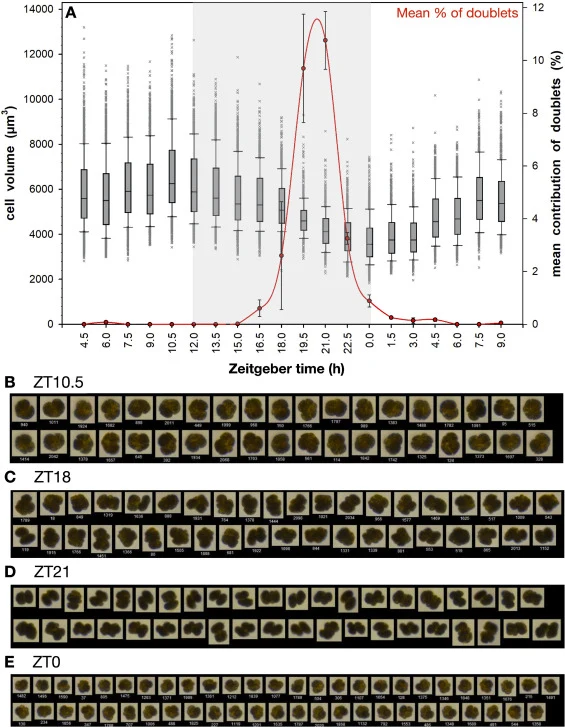 Size and morphological variation over diel cycle determined by FlowCam® image analysis. (A, left Y-axis) Median volume of cells in ventral/dorsal view, data from triplicates combined, n for each time point varied from 700 to 1800 cells; boxes show 25th to 75th percentiles, error bars show 10th to 90