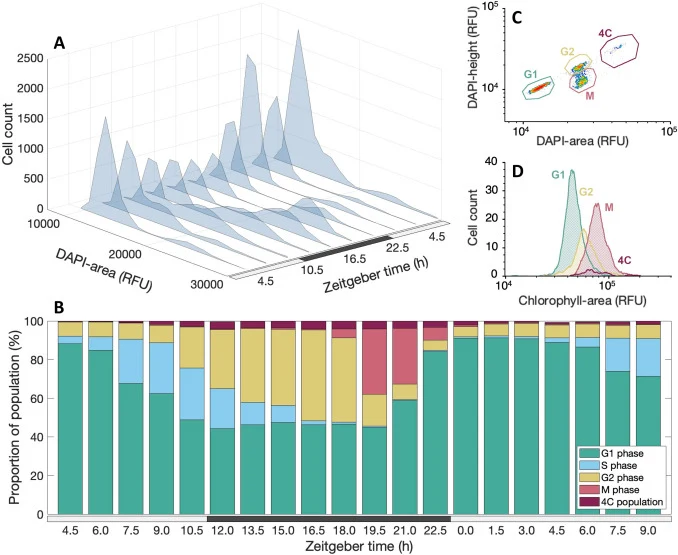 Diel progression of DNA content and cell cycle phase in K. brevis quantified by flow cytometry. Waterfall plot of DAPI fluorescence area histograms showing population-level DNA content distributions at each of the ten primary sampling time points. Note that the displayed DAPI-area fluorescence range