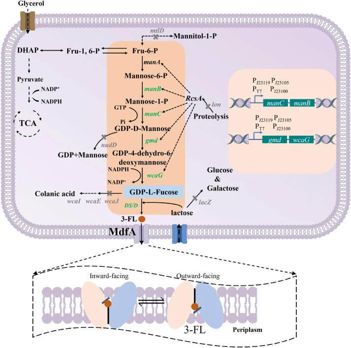 Construction of the genetically engineered Escherichia coli strain for 3-fucosyllactose (3-FL) biosynthesis. manA, mannose-6-phosphate isomerase; manB, phosphomannomutase; manC, α-D-mannose-1-phosphate guanylyltransferase; gmd, GDP-D-mannose-4,6-dehydratase; wcaG, GDP-L-fucose synthetase; DS/D, a va