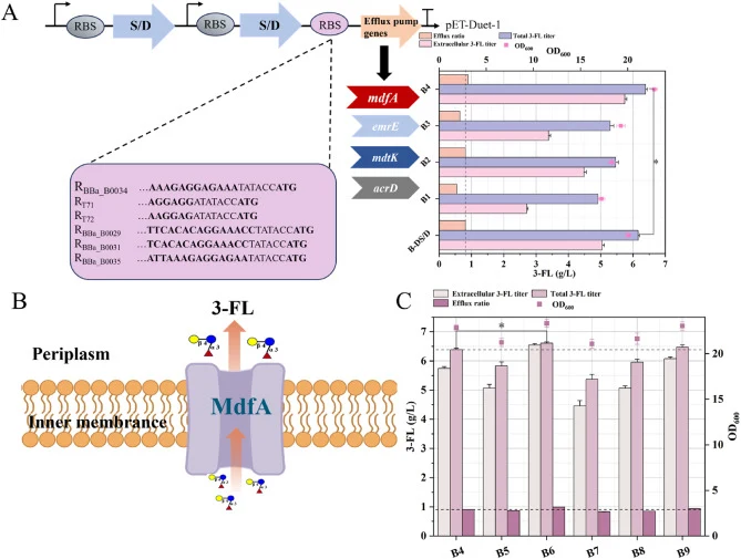 Effects of efflux pump engineering on 3-fucosyllactose (3-FL) production and secretion. (A) Effects of different candidate multidrug efflux pump genes on extracellular and total 3-FL levels, efflux ratio, and cell biomass. (B) Schematic illustration of 3-FL transmembrane export. (C) Effects of ribos
