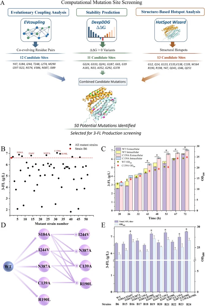 Effects of MdfA mutations on 3-fucosyllactose (3-FL) production. (A) Schematic illustration of computer-aided prediction and preliminary screening of mutation sites in MdfA. (B) In vivo preliminary screening of 50 selected MdfA mutants. Data points above the red dashed line indicate the identified p