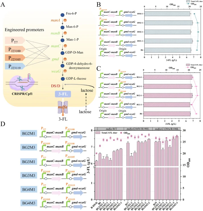 Enhancement of GDP-L-fucose supply to improve 3-fucosyllactose (3-FL) biosynthesis. (A) Schematic overview of the native promoter replacement strategy for key gene clusters in the 3-FL biosynthetic pathway. Effects of native promoter replacement of the manC-manB (B) and gmd-wcaG (C) gene clusters on