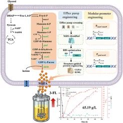 Integrated transporter engineering and metabolic flux redist