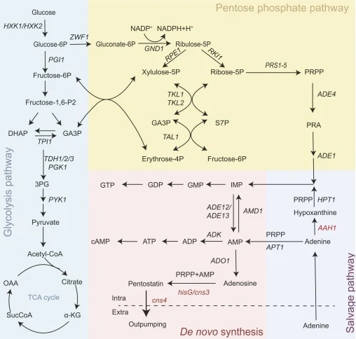 酿酒酵母中喷司他丁的从头生物合成途径。缩写:Glucose-6P,葡萄糖-6-磷酸;Fructose-6P,果糖-6-磷酸;DHAP,磷酸二羟丙酮;GA3P,甘油醛-3-磷酸;3PG,3-磷酸甘油酸;α-KG,α-酮戊二酸;AMP/ADP/ATP,腺苷一磷酸/二磷酸/三磷酸。
