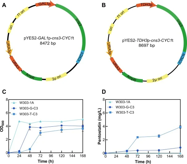用于S. cerevisiae中喷司他丁生物合成的质粒构建与启动子优化。(A)半乳糖诱导型表达质粒pYES2-GAL1p-cns3-CYC1t图谱。(B)组成型表达质粒pYES2-TDH3p-cns3-CYC1t图谱。(C)生长曲线(OD600)和(D)喷司他丁产量