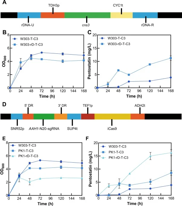 Combination of multi-copy rDNA integration and AAH1 knockout for enhanced pentostatin biosynthesis. (A) Schematic of the TDH3p-cns3-CYC1t expression cassette targeted to the yeast rDNA locus. (B) Growth curves (OD600) and (C) pentostatin production profiles of strains W303-T-C3 and W303-rD-T-C3. (D)
