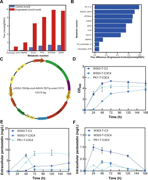 Systems-level metabolic flux analysis and transporter engineering for high-level pentostatin production. (A) Comparative metabolic flux analysis of key central carbon and purine metabolism reactions in the control strain (expressing cns3 alone) and the engineered strain (co-expressing cns3 and cns4)
