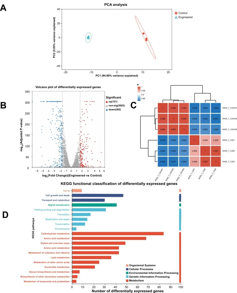 (A) Principal component analysis (PCA) and (B) volcano plot of differentially expressed genes (DEGs) in W303-T-C3C4 relative to the W303-T-C3 control. Red and blue dots represent significantly up- and down-regulated genes, respectively. (C) Pearson correlation matrix demonstrating sample reproducibi