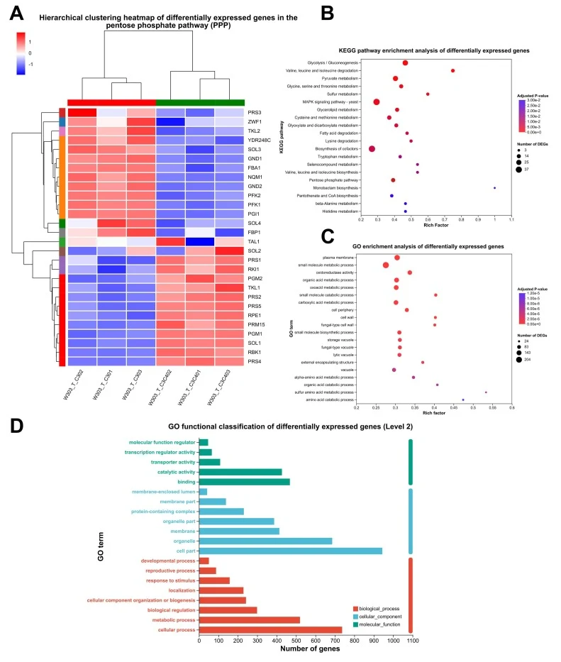 Transcriptomic analysis of the pentose phosphate pathway (PPP) and global functional enrichments. (A) Hierarchical clustering heatmap of key DEGs specifically involved in the PPP. (B) KEGG pathway and (C) GO term enrichment bubble plots illustrating the global functional landscape of all identified