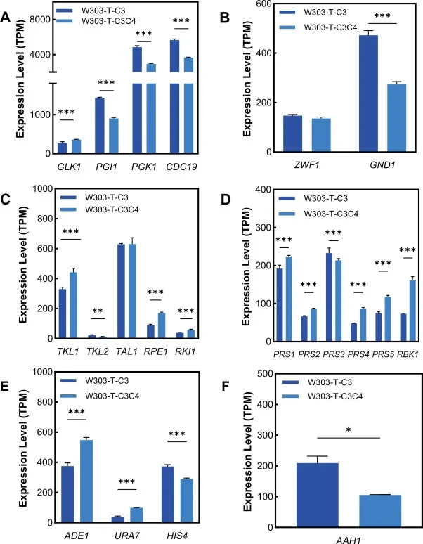 RNA-seq测定的转录水平如图所示:(A)糖酵解,(B)PPP氧化阶段,(C)PPP非氧化阶段,(D)PRPP生物合成,(E)嘌呤、嘧啶和氨基酸途径,以及(F)腺嘌呤脱氨酶基因AAH1。相对于对照的显著差异