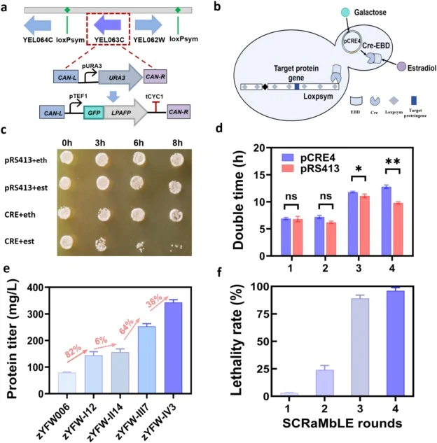 Construction of an inducible SCRaMbLE system in S. cerevisiae. (a) Construction of engineered S. cerevisiae. (b) Schematic diagram of the principle of SCRaMbLE: Cre recombinase activity is controlled by galactose-induced expression via the pGAL1 promoter and estradiol-dependent nuclear localization