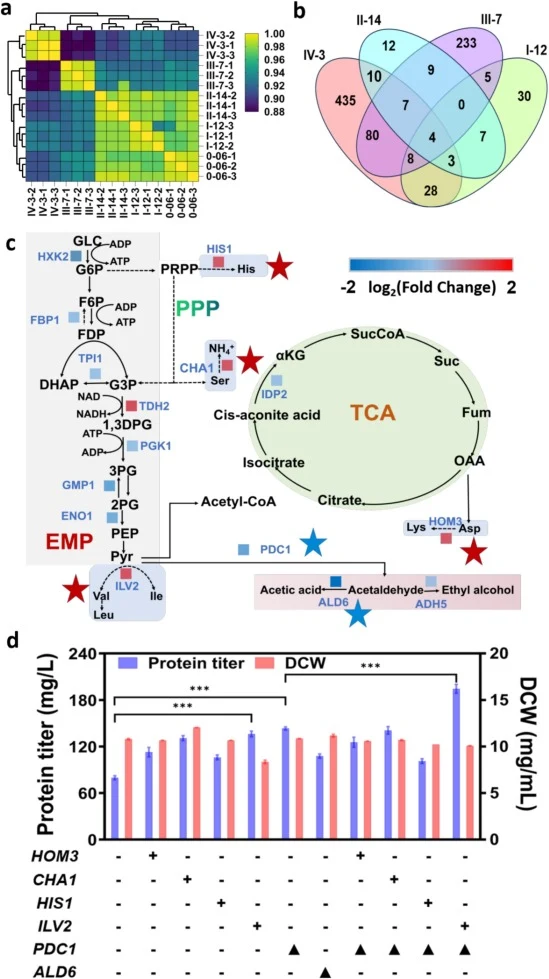 Transcriptome analysis (a) Sample Pearson correlation analysis based on FPKM values. (The parental strain zYFW006 and the high-producing strains zYFWI-12, zYFWII-14, zYFWIII-7, and zYFWIV-3, each with three biological replicates.) each with three biological replicates. (b) Venn diagram of significan