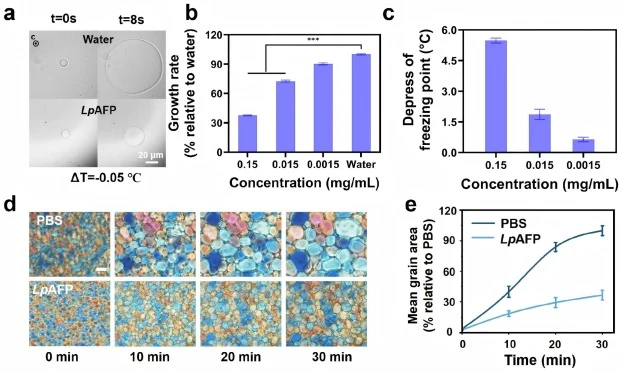 Characterisation of antifreeze properties of LpAFP. (a) Ice crystal morphology of ryegrass antifreeze protein solution, ΔT = -0.05 °C (b) Ice crystal growth rate statistics (c) Freezing point of LpAFP in different concentrations. (d) Optical microscope images of PBS and LpAFP (0.15 mg/mL) after anne