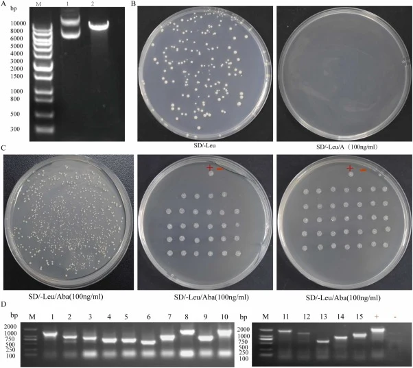 Screening of transcription factors interacting with the promoter of the serine carboxypeptidase-like acyltransferase gene of Camellia sinensis (CsSCPL11-IA) using the yeast one-hybrid (Y1H) system. (A) Agarose gel electrophoresis of linearised bait plasmid products: Marker (10,000/8000/6000/5000/400