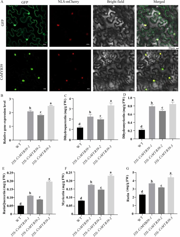 Subcellular localisation of CsMYB39 and the effects of its heterologous overexpression on flavonoid metabolism in tobacco. (A) Subcellular localisation of CsMYB39: fluorescence signal distribution in Nicotiana benthamiana leaves observed by confocal laser scanning microscopy. The panel labelled ‘GFP