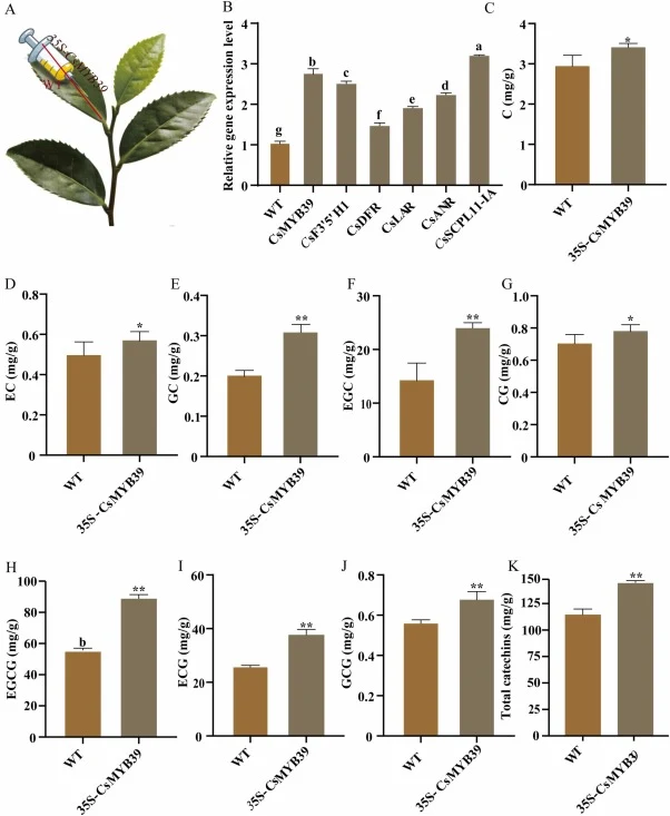 Transient overexpression of the MYB39 gene of Camellia sinensis (CsMYB39) regulates catechin (C) biosynthesis. (A) Schematic diagram of the instantaneous transformation process of tea plants; (B) Relative expression levels of transiently overexpressed CsMYB39 in tea plants; (C–K) Content of each C m