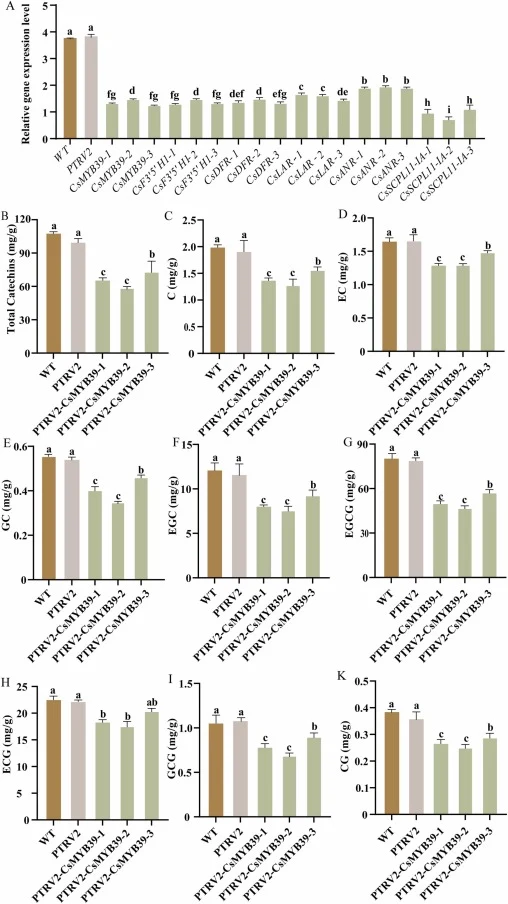 Effects of the silencing of the MYB39 gene of Camellia sinensis (CsMYB39) on catechin (C) biosynthesis. (A) Relative expression levels after virus-induced gene silencing; (B) Total C content; and (C–K) Contents of individual catechin monomers, including C, epicatechin (EC), gallocatechin (GC), epiga