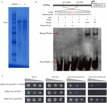 Electrophoretic mobility shift assay (EMSA) and yeast one-hybrid (Y1H) assay confirm the specific binding of CsMYB39 to the CsSCPL11-IA promoter. (A) Sodium dodecyl sulphate–polyacrylamide gel electrophoresis purification results for the GST-CsMYB39 fusion protein, Lane 1: GST-MYB39 (input), Lane 2: