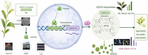 Novel R2R3-MYB transcription factor CsMYB39 influences epiga