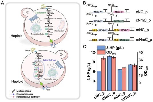 Verification of cytosolic and mitochondrial 3-HP biosynthetic capabilities in S. cerevisiae. (A) Schematic overview of 3-HP biosynthesis from glucose via the malonyl-CoA pathway in the cytosol (top) and mitochondria (bottom). In both compartments, acetyl-CoA is converted to malonyl-CoA and subsequen