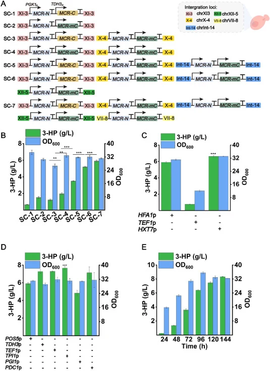 Multisite mitochondrial pathway amplification and cofactor engineering enable high-level 3-HP biosynthesis. (A) Schematic of the stepwise genome integration strategy for constructing mitochondria-targeted 3-HP-producing strains. Expression cassettes encoding MCR-N and either MCR-C or the engineered