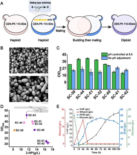 Construction and performance characterization of diploid S. cerevisiae strains for compartment-coordinated 3-HP production. (A) Schematic illustration of mating-type switching and diploid strain construction. Haploid cytosolic and mitochondrial engineered strains were converted to compatible mating