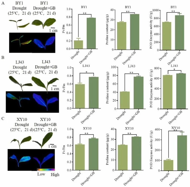 Effects of exogenous glycine betaine application on tea seedlings under drought stress. (A) Phenotypic diagrams and physiological indicators of new shoots of tea plants ('Baiye 1′) sprayed with exogenous GB under drought stress. (B) Phenotypic diagrams and physiological indicators of new shoots of t