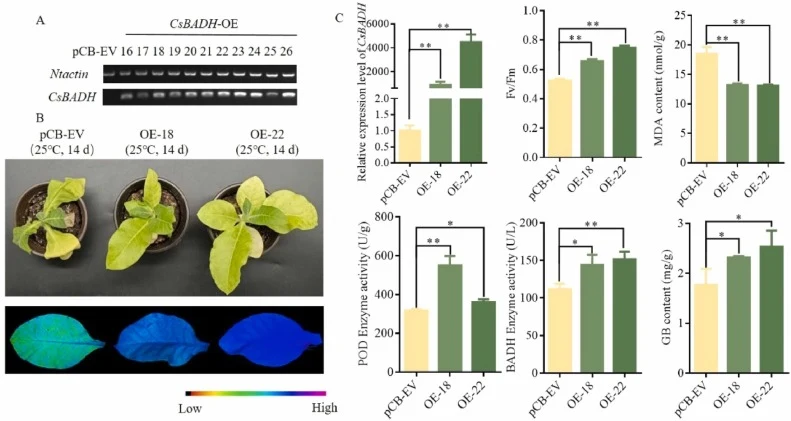 Phenotypic analysis of CsBADH transgenic tobacco under drought treatment. (A) CsBADH semi-quantification in transgenic tobacco. (B) Chlorophyll fluorescence plots under drought stress in transgenic tobacco. (C) The relative expression level of CsBADH and the drought resistance index of transgenic to